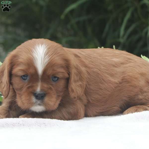 Stacy, Cavalier King Charles Spaniel Puppy